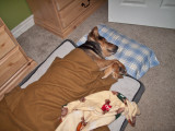 1381 Scruffy sleeping.jpg