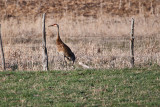 0262 Crane.jpg