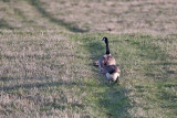 0215 Canada Goose.jpg