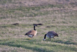 0219 Canada Goose.jpg