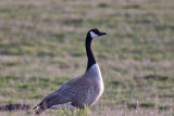 0229 Canada Goose.jpg