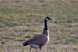 0230 Canada Goose.jpg