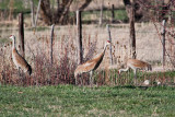 0292 Sandhill Crane.jpg