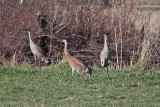 0293 Sandhill Crane.jpg