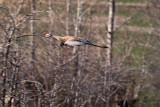 0294 Sandhill Crane.jpg