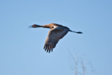 0295 Sandhill Crane.jpg