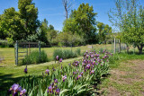 0605 Iris.jpg