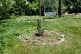 0743 Jackies rose.jpg