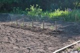 0750 Tomatos planted.jpg
