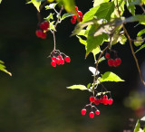 1117 berries.jpg