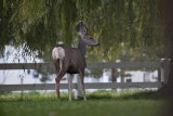 1268 Deer willow tree.jpg