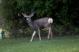 1271 Deer willow tree.jpg