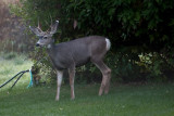 1272 Deer willow tree.jpg