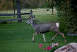 1273 Deer willow tree.jpg
