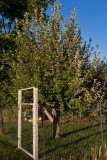 1294 Apple tree.jpg