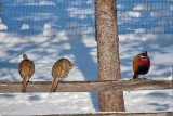 1649 Pheasants 2015.jpg