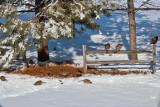1653 Pheasants 2015.jpg