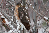 1701 Sharp-shinned hawk