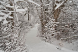 1728 Snow Dec 22 2015.jpg
