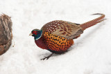 1769 Pheasant 2015.jpg