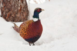 1797 Pheasant 2015.jpg