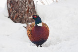 1798 Pheasant 2015.jpg