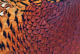 1801 Pheasant 2015 B.jpg