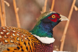 1812 Pheasant 2015.jpg
