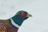 1829 Pheasant 2015.jpg