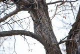 0396 great horned owl.jpg