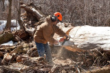 2103 Cutting cottonwood.jpg