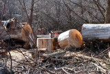 2107 Cutting cottonwood.jpg