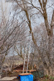 2111 Tree trim.jpg