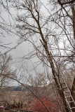 2112 Tree trim.jpg