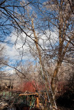 2114 Tree trim.jpg