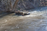 2242 Raging waters 4 16 16.jpg