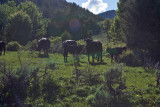 2427 South Canyon.jpg