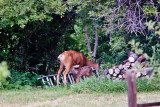 2604 Bambi.jpg