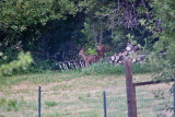 2605 Bambi.jpg