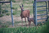 2607 Bambi.jpg