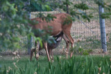 2609 Bambi.jpg