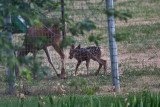 2611 Bambi.jpg