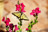 2620 Tiger swallowtail