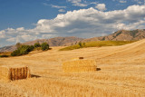 2781 Golden Hay.jpg