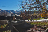 3105 Cattle drive.jpg