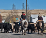 3108 Cattle drive.jpg