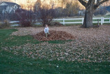 3114 kids in leaves.jpg