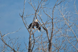3273 Bald Eagles.jpg