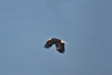 3276 Eagle.jpg