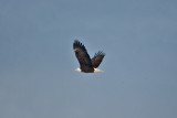 3278 Eagle.jpg